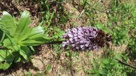 Bíboros kosbor.