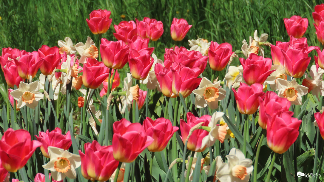Tulipánözön a Vácrátóti Botanikuskertben.