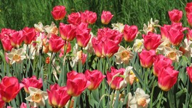 Tulipánözön a Vácrátóti Botanikuskertben.