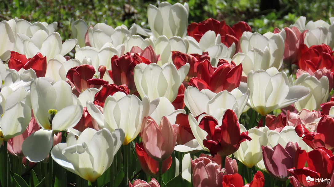 Tulipánözön a Vácrátóti Botanikuskertben.