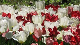 Tulipánözön a Vácrátóti Botanikuskertben.