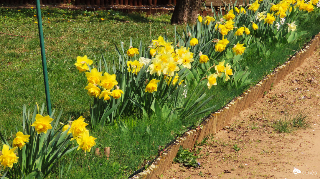 "Kertem nárciszokkal végigültetéd..."
