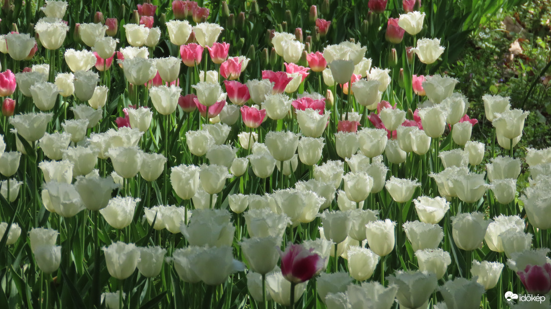Tulipánözön a Vácrátóti Botanikuskertben.