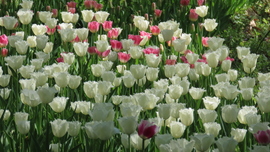 Tulipánözön a Vácrátóti Botanikuskertben.