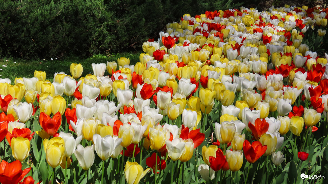 Tulipánözön a Vácrátóti Botanikuskertben.