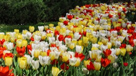 Tulipánözön a Vácrátóti Botanikuskertben.