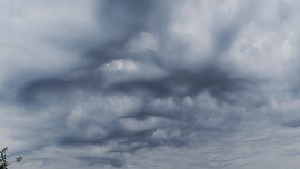 Undulatus asperatus