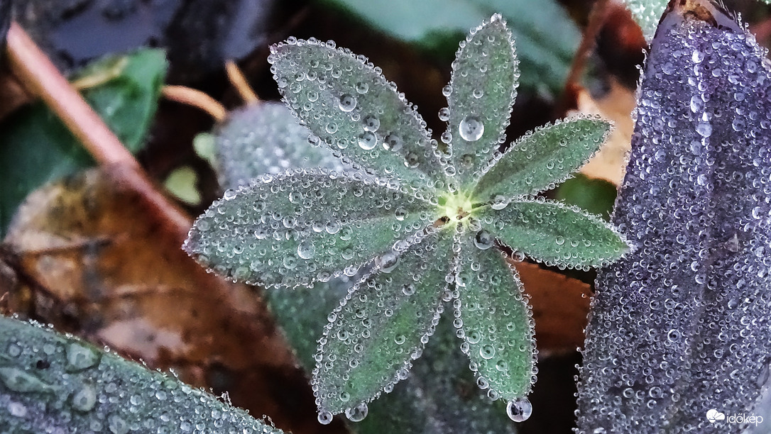 Csillagfürt ködben.