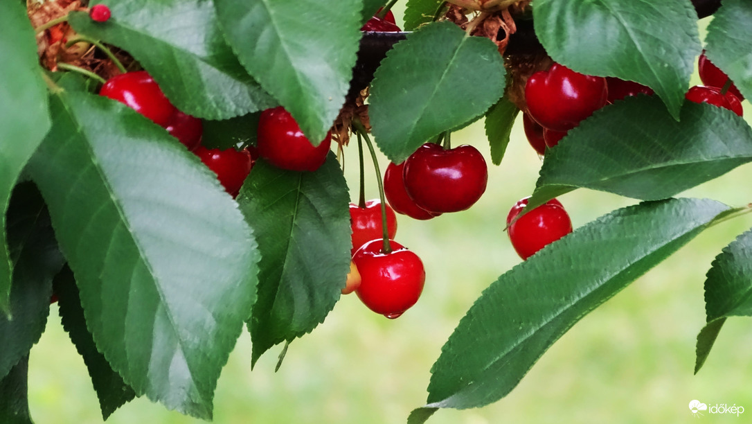 Egy...érik a meggy!