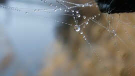 A természet ajándéka.