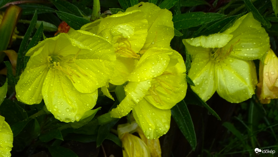 Missouri ligetszépe