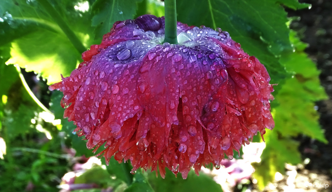 "Meghajlok az égiek akarata előtt."