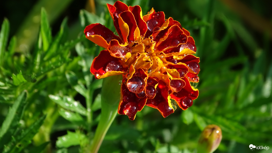 Gyöngyös bársonyka.