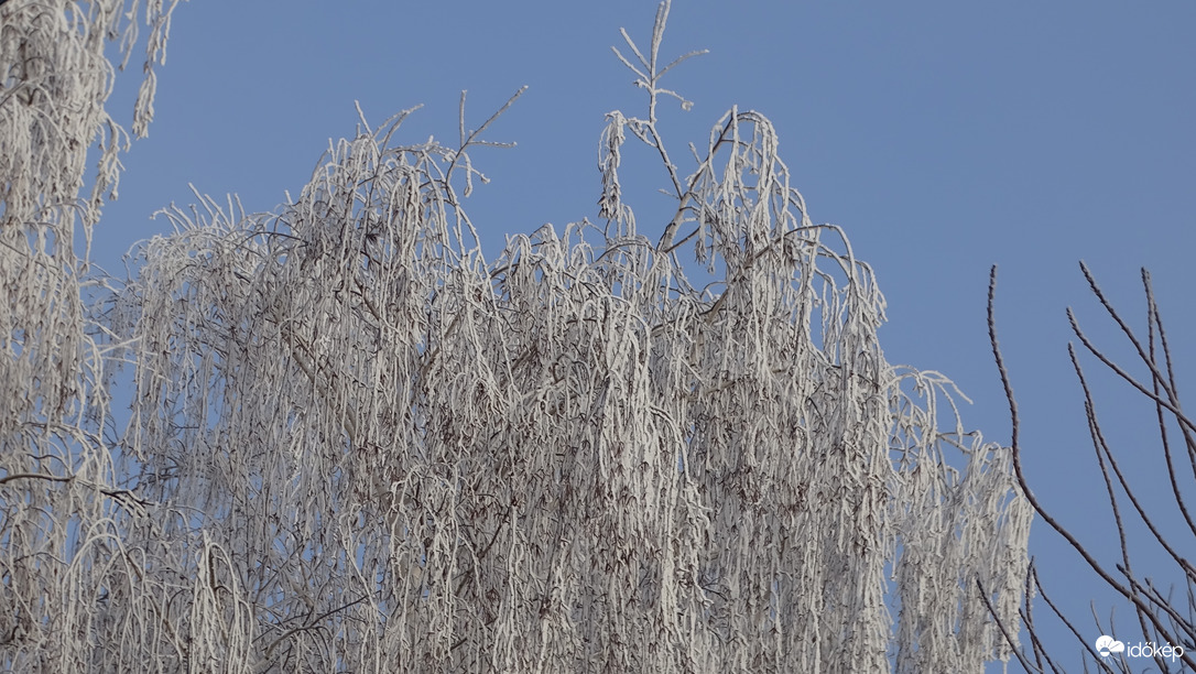 Nyírfa ünneplőben.