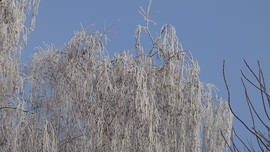 Nyírfa ünneplőben.