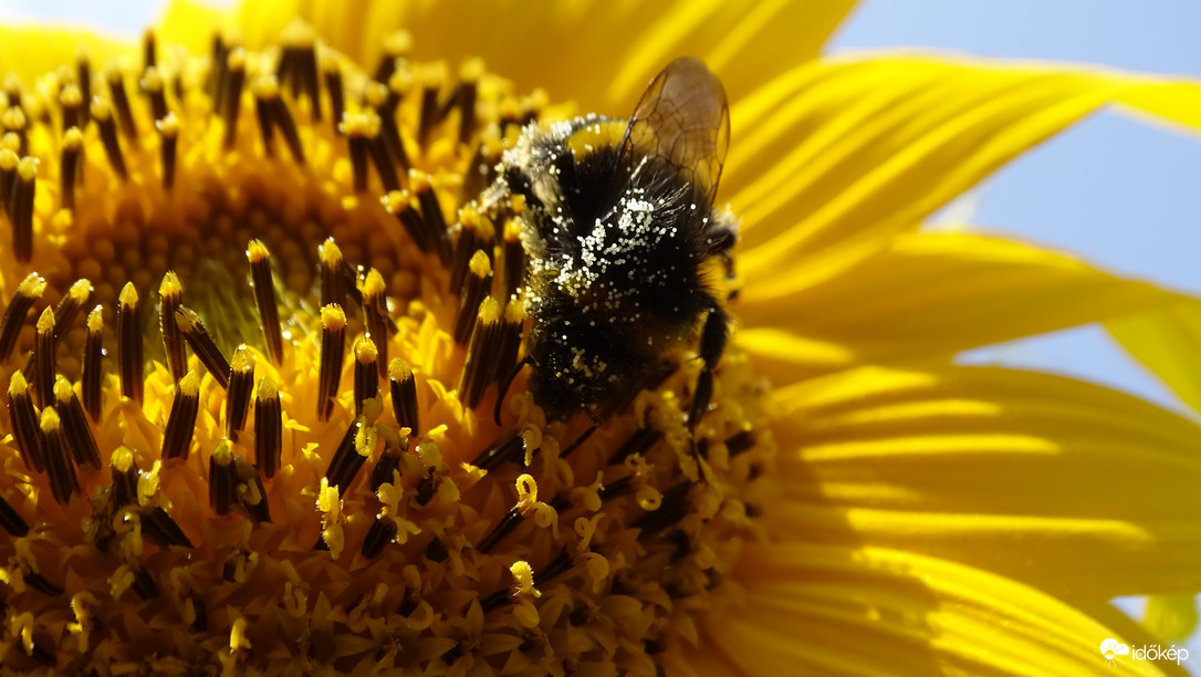 Napraforgó egy gyűjtögetővel.