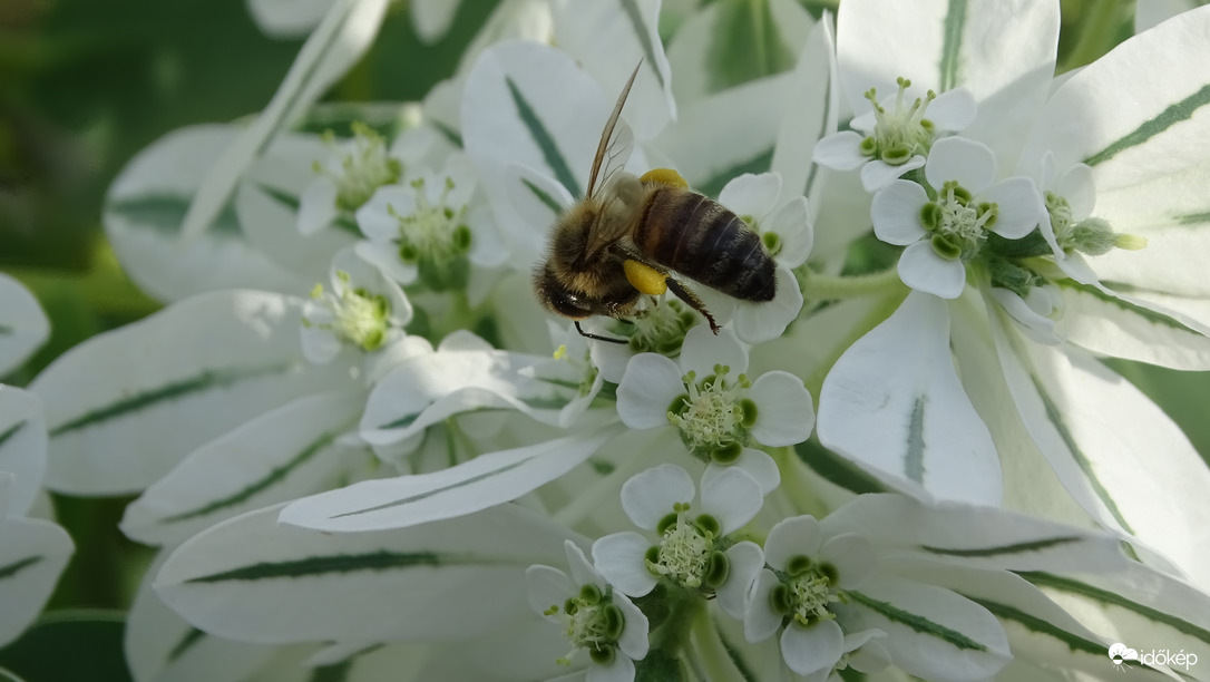 Jégvirág és látogatója.