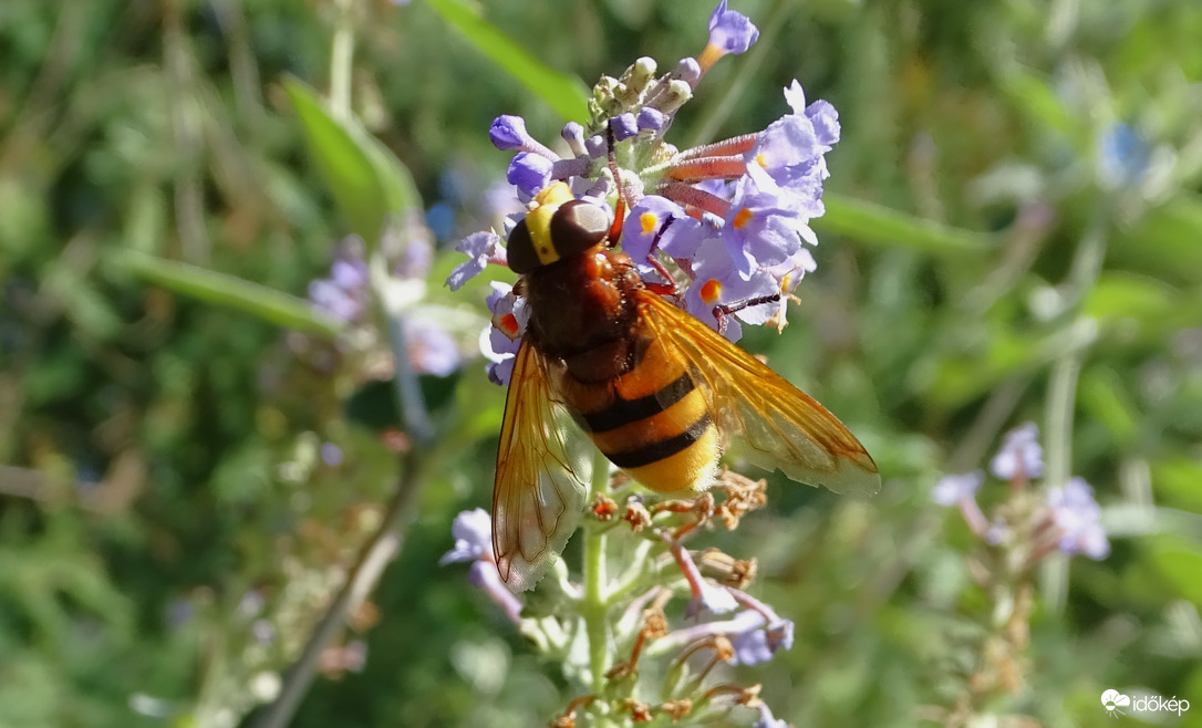 Kétöves pihelégy.
