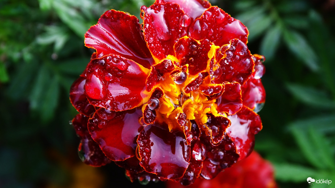 Esőcsepp gyűjtő verseny győztese.