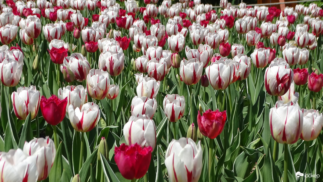 Tulipánözön a Vácrátóti Botanikuskertben.