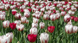 Tulipánözön a Vácrátóti Botanikuskertben.