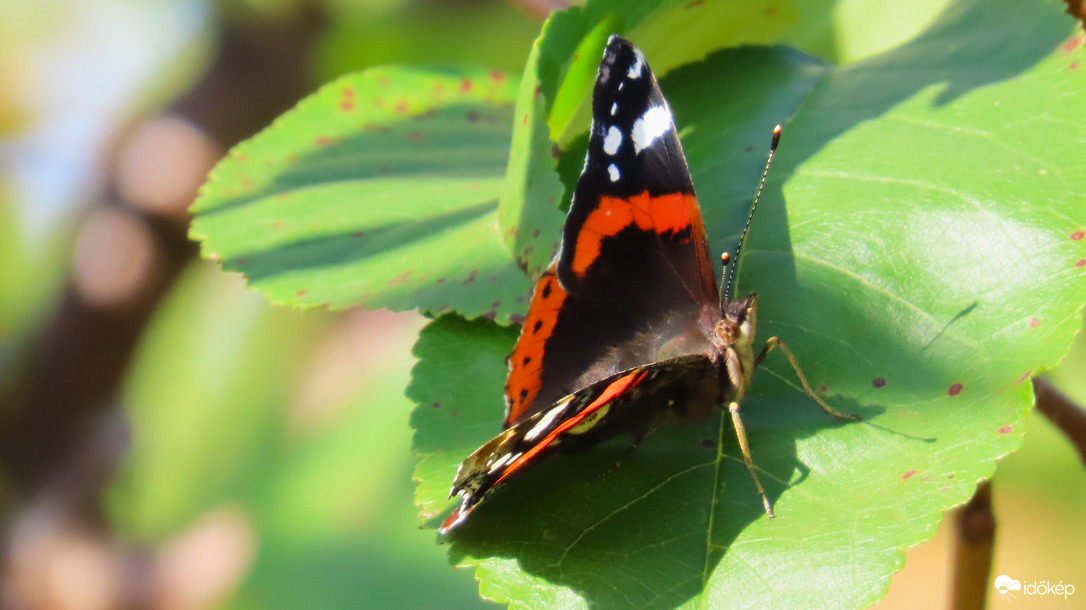 Atalanta lepke.