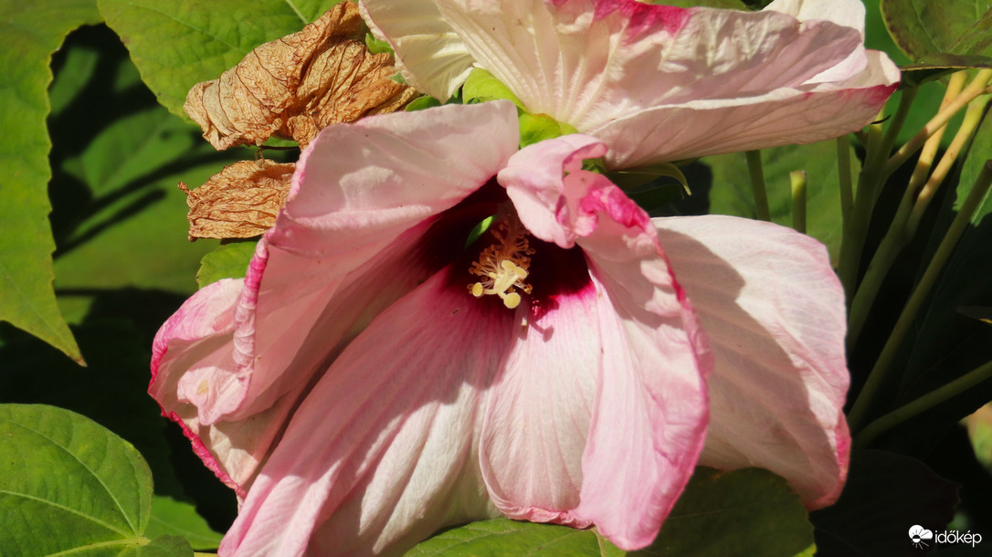 Mocsári hibiszkusz.