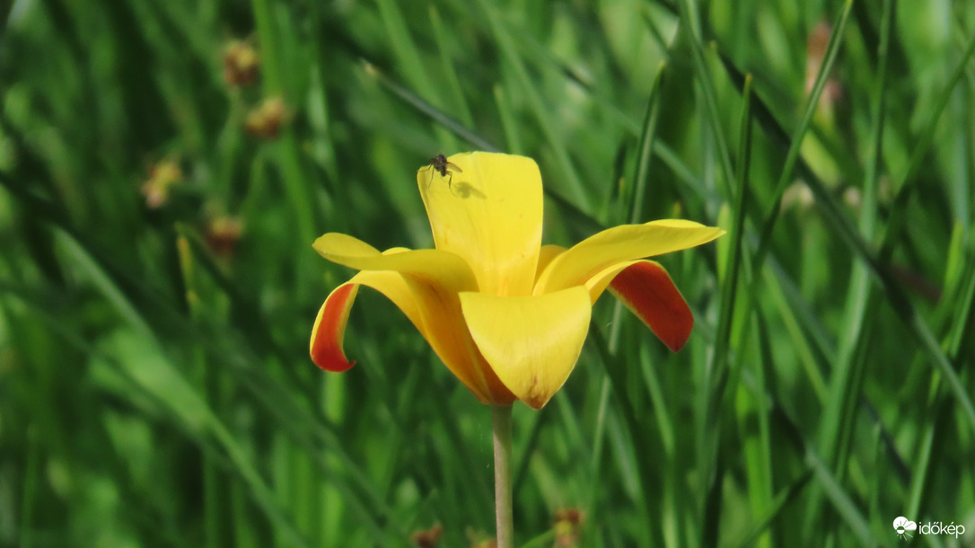Botanikai tulipán