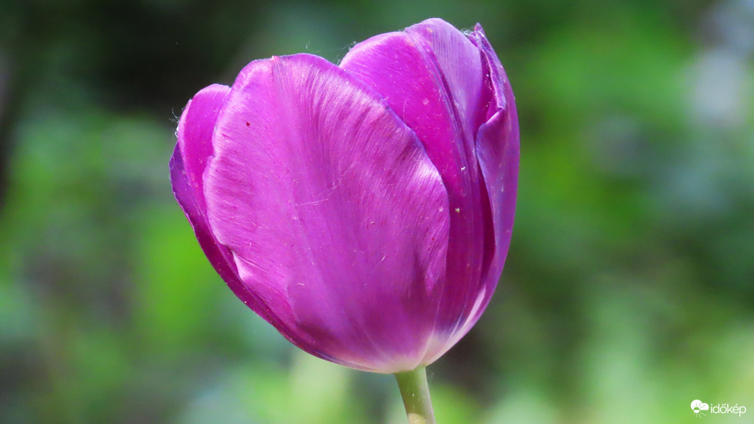 Tulipánözön 