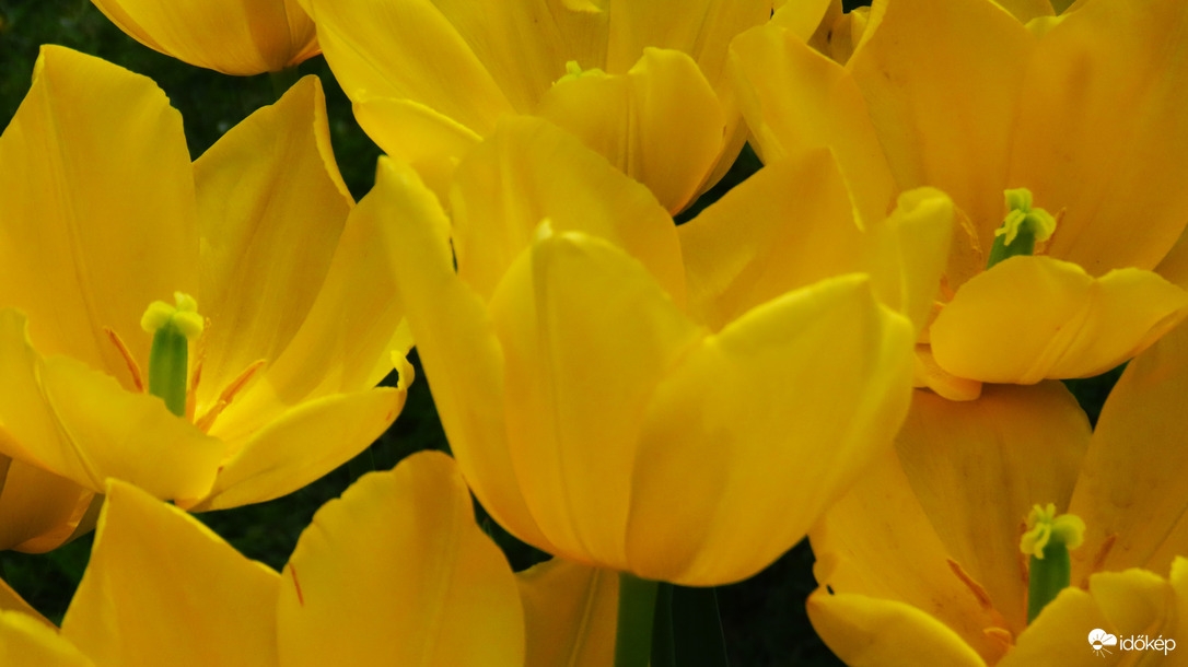 Tulipánözön 