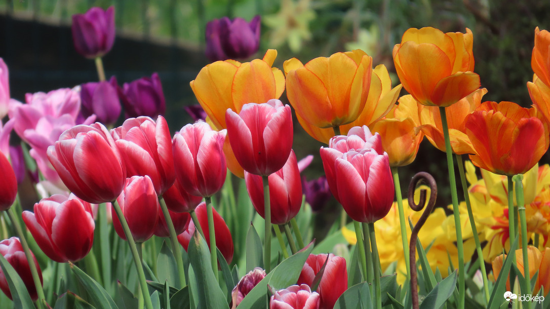 Tulipánözön 