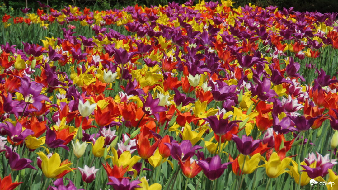 Tulipánözön 