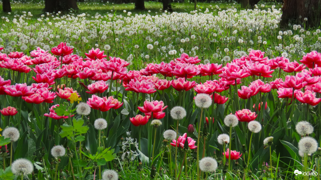 Tulipánözön 