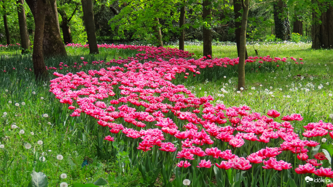 Tulipánözön 