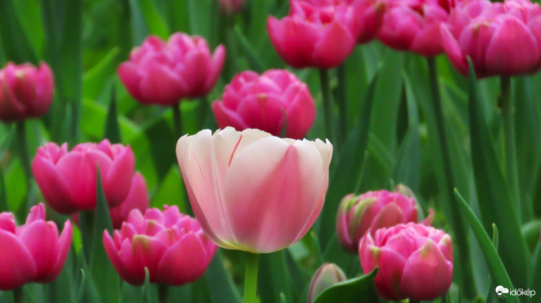 Tulipánözön 