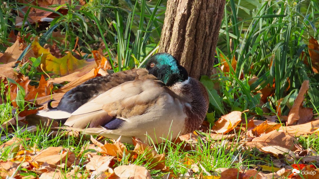 Napozás.