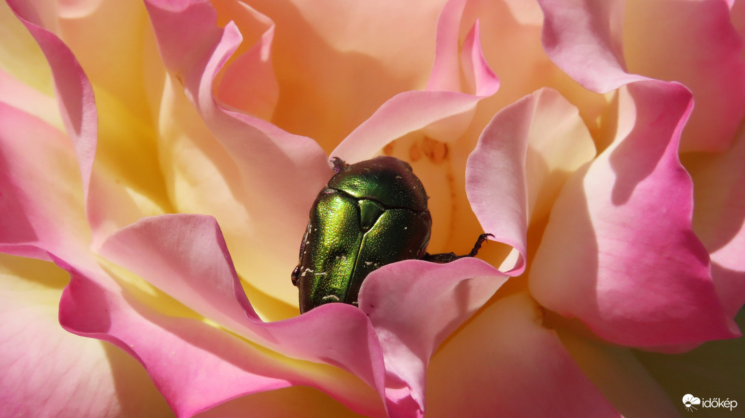 Aranyos rózsabogár.