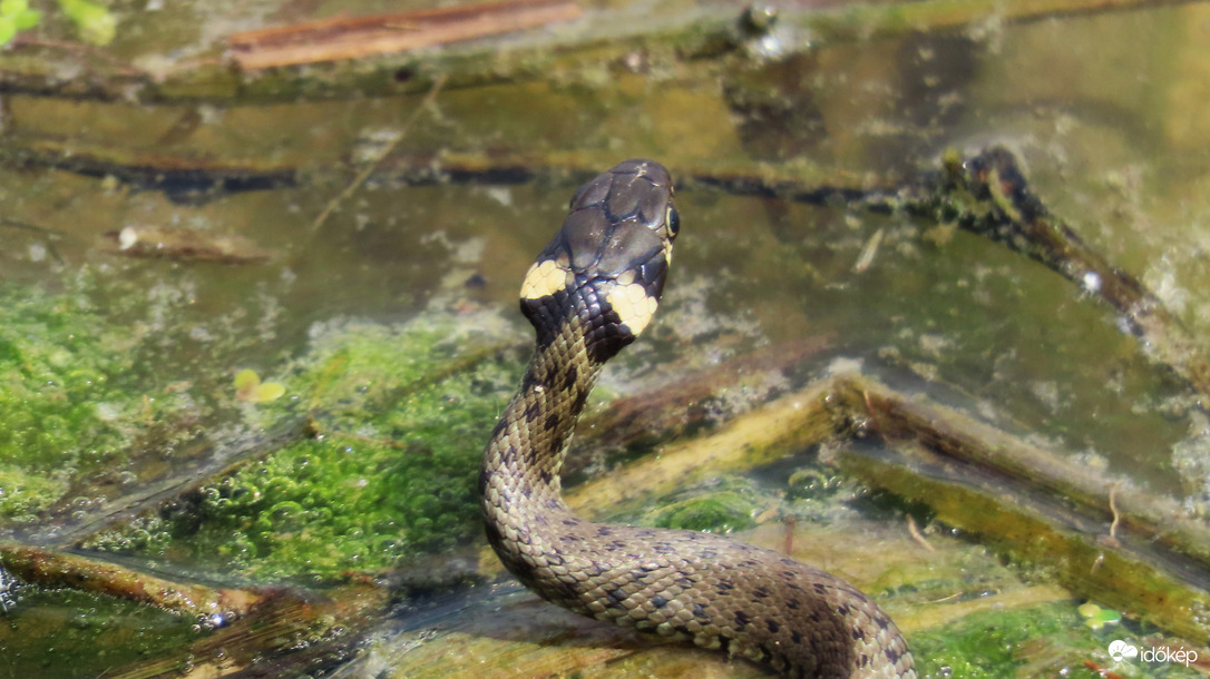 Vízisikló.