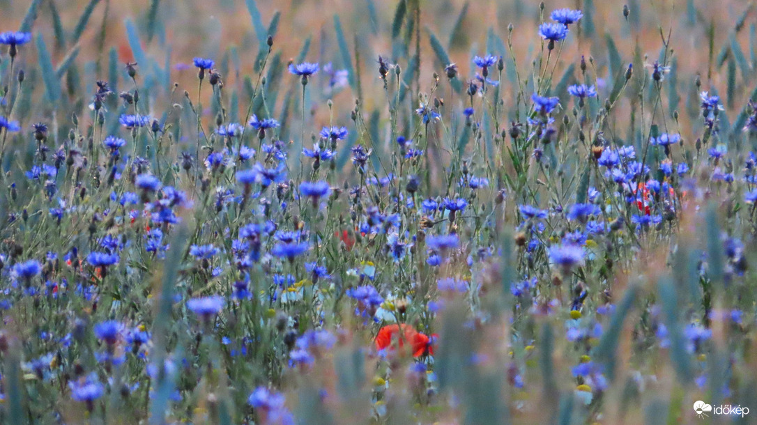 Búzavirágok a gabonatáblában