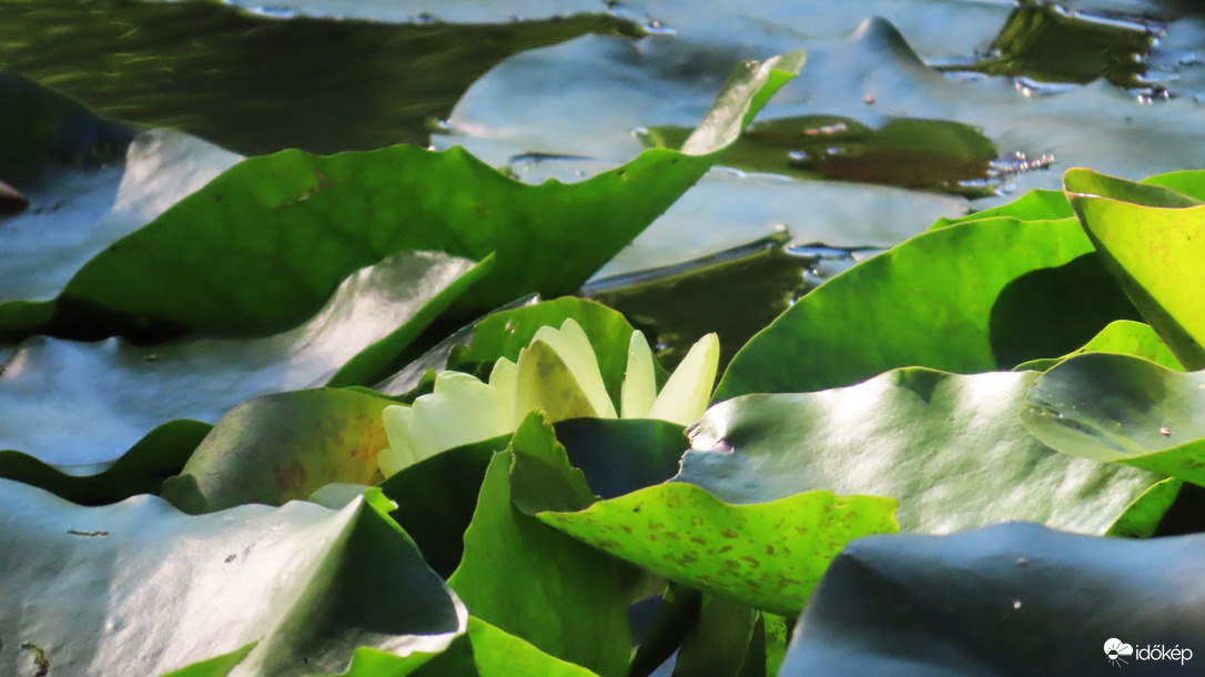 Bujkáló tündérrózsa.