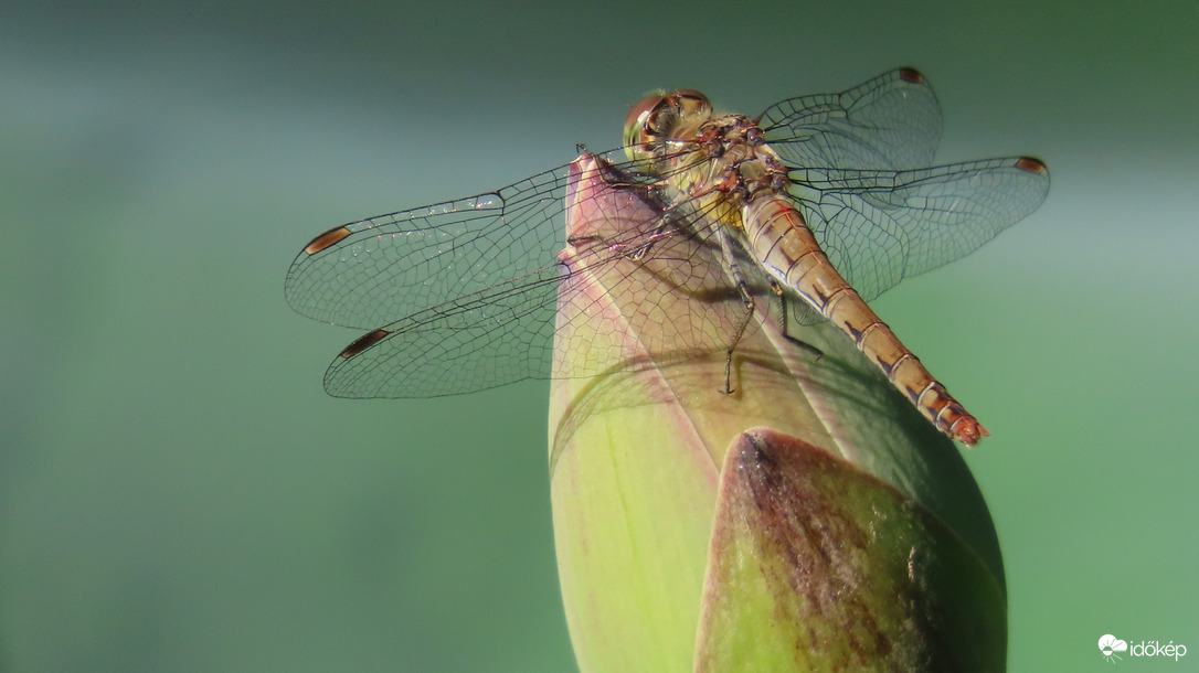 Várom, hogy kinyíljon a lótusz.