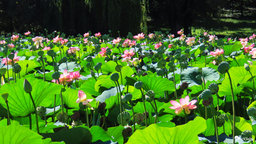 Vácrátóti Arborétum.
