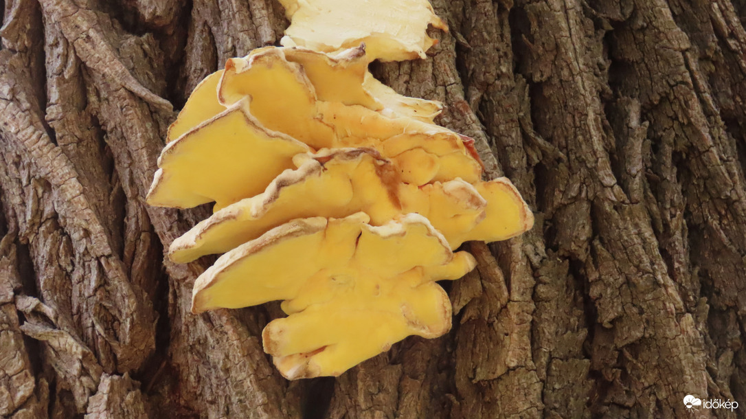 Sárga gévagomba.