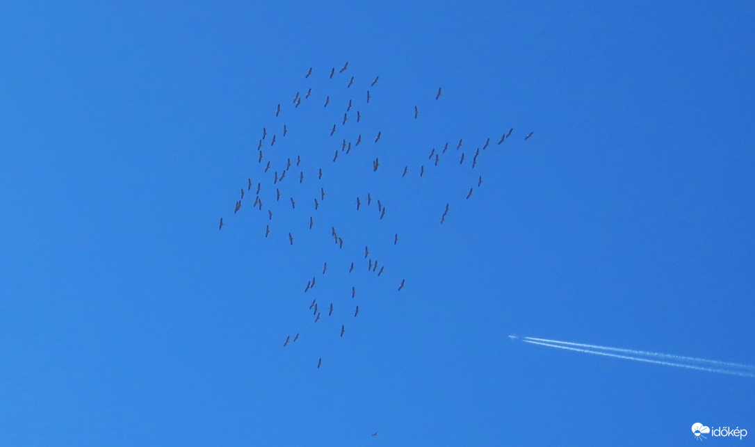 Vadakat terelő juhász....:D