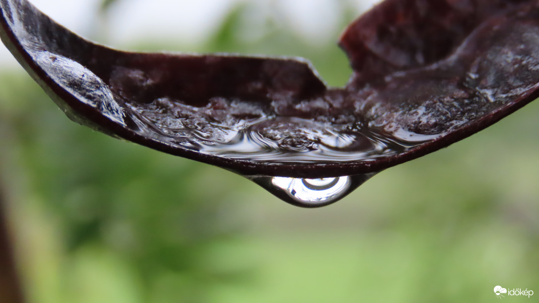 Szentjánoskenyérfa