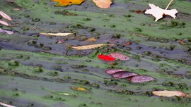 Algák fogságában.