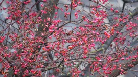 Színek a szürkeségben.