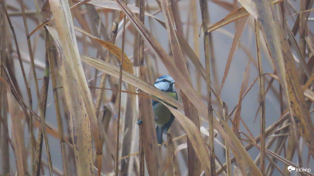 Kékcinke a ködös nádasban.