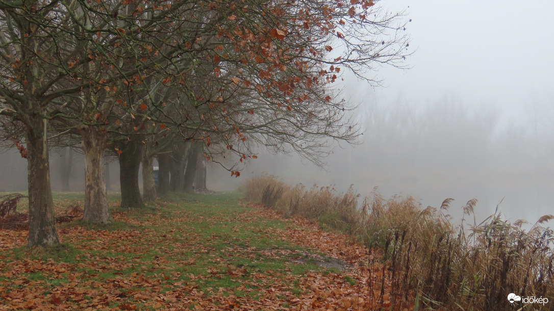 Platánok a ködös tóparton.