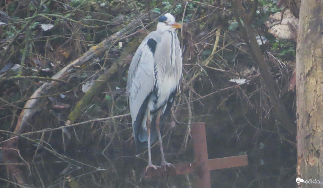 "Kell a télikabát ebben ködös időben"! :D